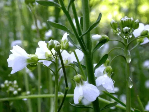 Cardamine pratensis