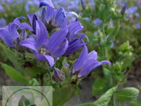 Campanula lact. 'Prichard's Var.'