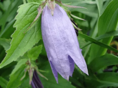 Campanula hybr. 'Sarastro'