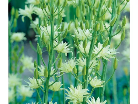 Camassia leichtlinii 'Semiplena'