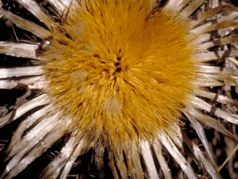 Carlina acaulis ssp. simplex