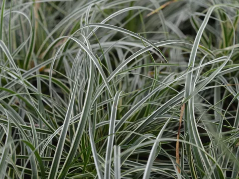 Carex conica 'Snowline'