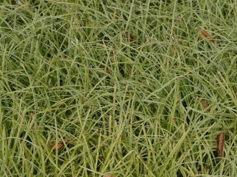 Carex hybr. 'Silver Sceptre'