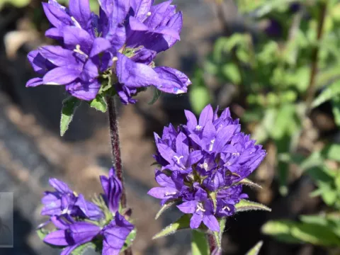 Campanula glom. 'Superba'