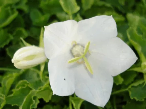 Campanula carp. 'Weisse Clips'