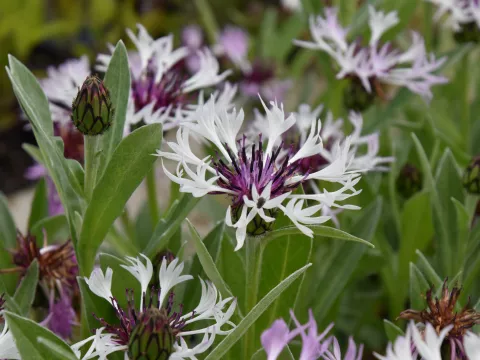 Centaurea montana 'Amethyst in Snow'