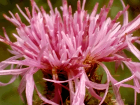 Centaurea jaceae