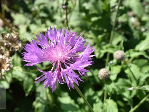 Centaurea hybr. 'John Coutts'