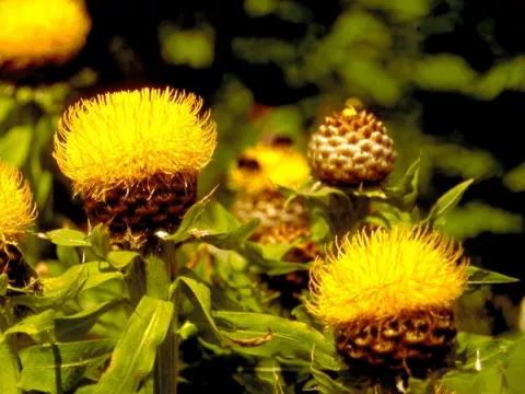 Centaurea macrocephala