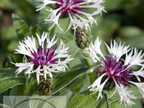 Centaurea montana 'Purple Heart'