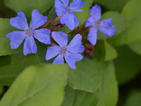 Ceratostigma plumbaginoides