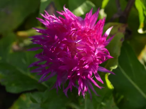 Centaurea dealbata 'Steenbergii'