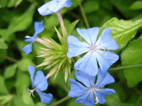 Ceratostigma willmottianum