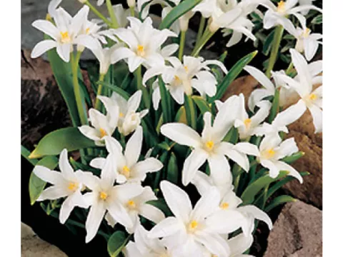 Chionodoxa lucilliae 'Alba'