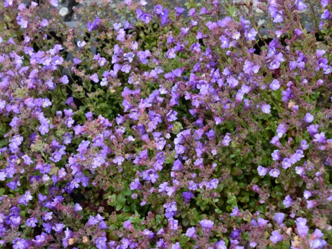 Chaenorhinum origanif. 'Blue Dream'