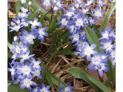 Chionodoxa forbesii 'Blue Giant'
