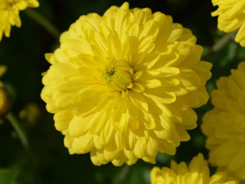 Chrysanthemum(Dendr.) (I) 'Citronella'