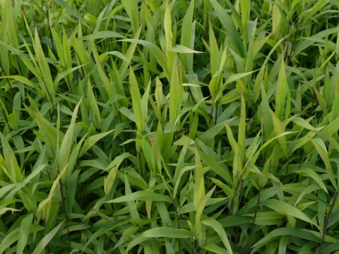 Chasmanthium latifolium