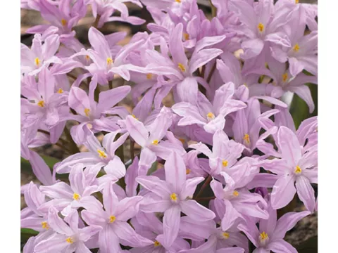 Chionodoxa luciliae 'Rose Queen'