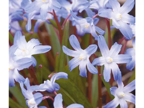 Chionodoxa forbesii (Luciliae)