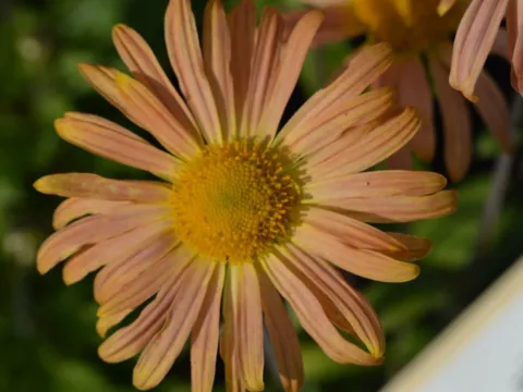 Chrysanthemum(Dendr.) (R) 'Mary Stoker'