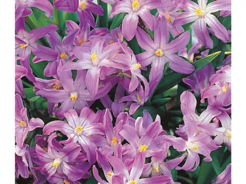 Chionodoxa forbesii 'Pink Giant'