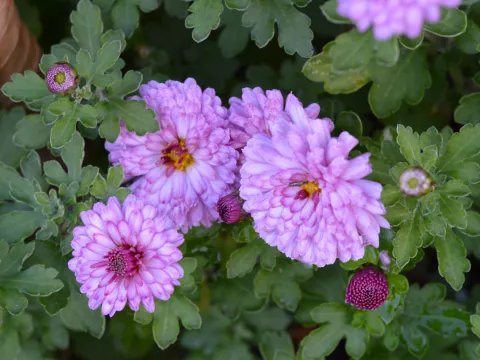 Chrysanthemum(Dendr.) (I) 'Rosensilber'