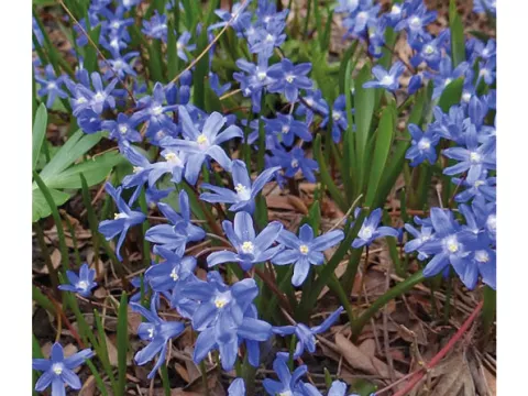 Chionodoxa 'Sardensis'