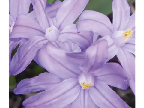 Chionodoxa 'Violet Beauty'