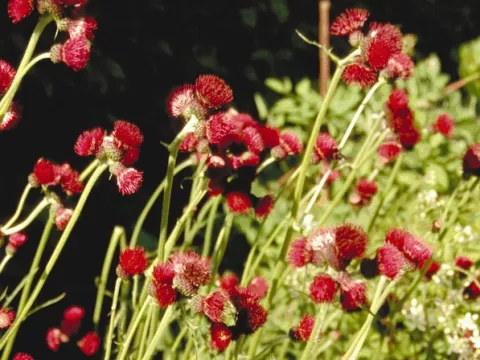 Cirsium riv. 'Atropurpurum'