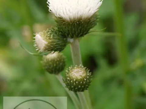 Cirsium riv. 'Frosted Magic'