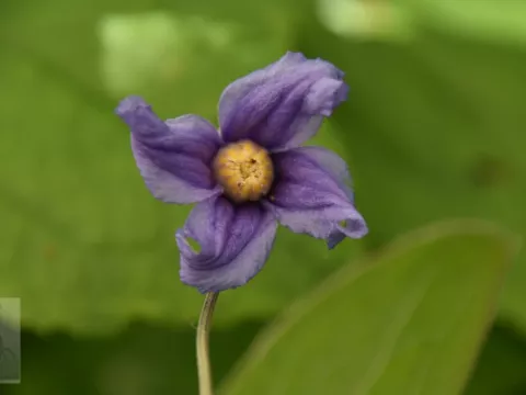 Clematis integrifolia