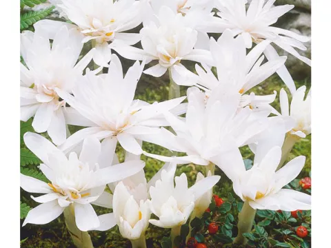 Colchicum autumnale 'Alboplenum'