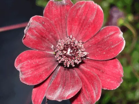 Cosmos atrosanguinea