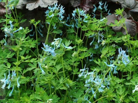 Corydalis flexuosa 'Blue Panda'