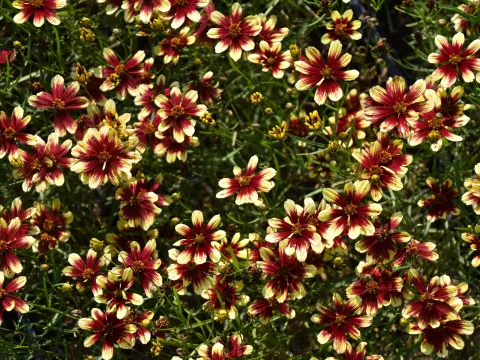 Coreopsis vert. 'Bengal Tiger'