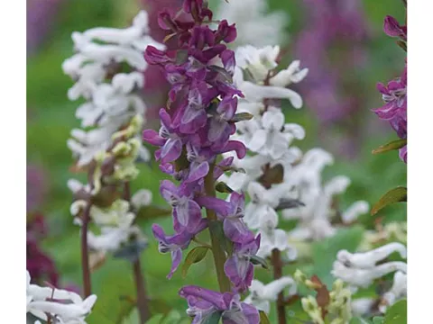 Corydalis cava