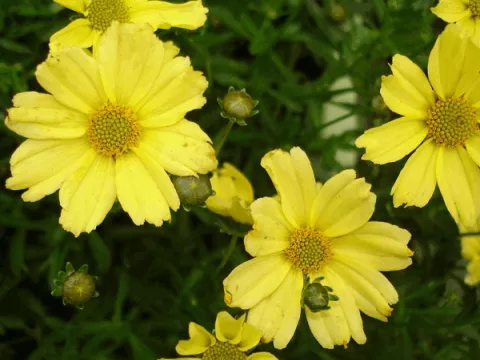 Coreopsis vert. 'Crème Brulée'