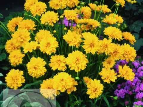 Coreopsis grand. 'Early Sunrise'