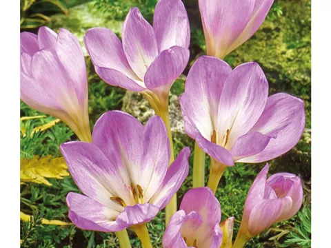 Colchicum 'Giant'