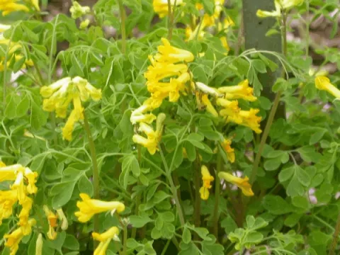 Corydalis lutea
