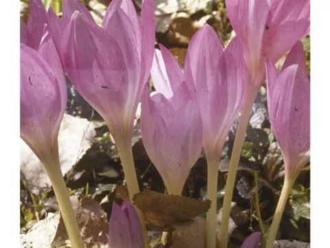 Colchicum autumnale 'Lilac Wonder'