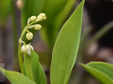 Convallaria majalis