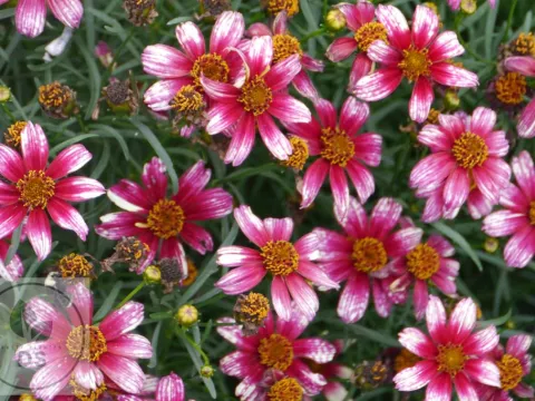 Coreopsis vert. 'Madras Magic'