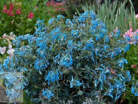 Corydalis flexuosa 'Porcelain Blue'