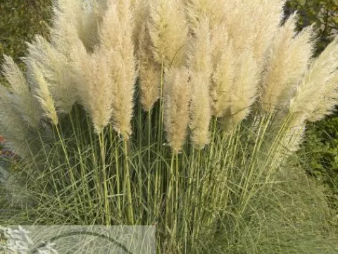 Cortaderia sell. 'Pumila'