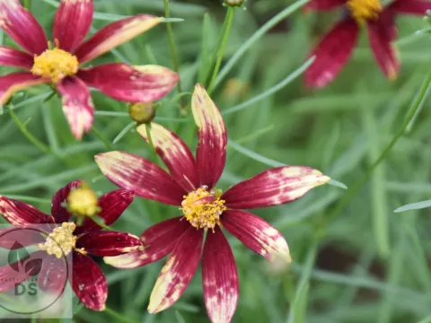 Coreopsis vert. 'Route 66'