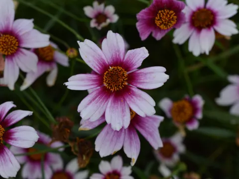 Coreopsis rosea 'Sweet Dreams'
