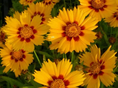 Coreopsis lanc. 'Sterntaler'