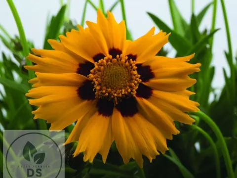 Coreopsis grand. 'Sunfire'